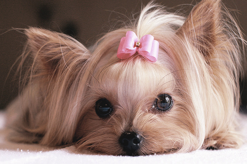 yorkshire-terrier