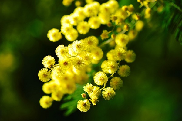 yellow mimosa tree